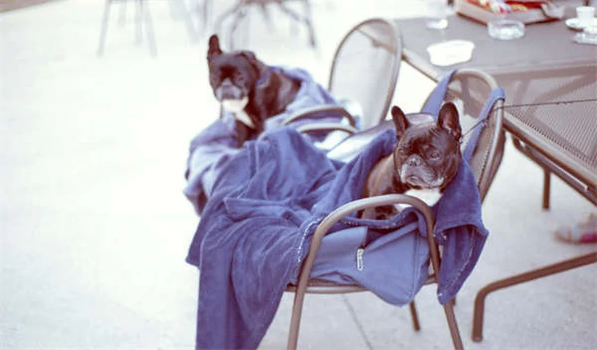 Robotaxi Tickets: Who Pays When Self-Driving Cars Break Traffic Laws?