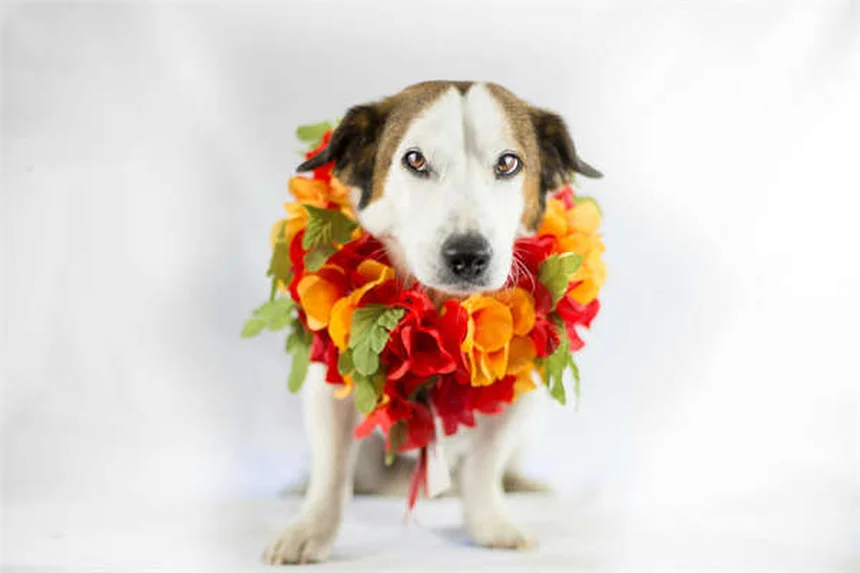 Lucid Gravity X Concept: The Ultimate Off-Road Electric SUV Adventure